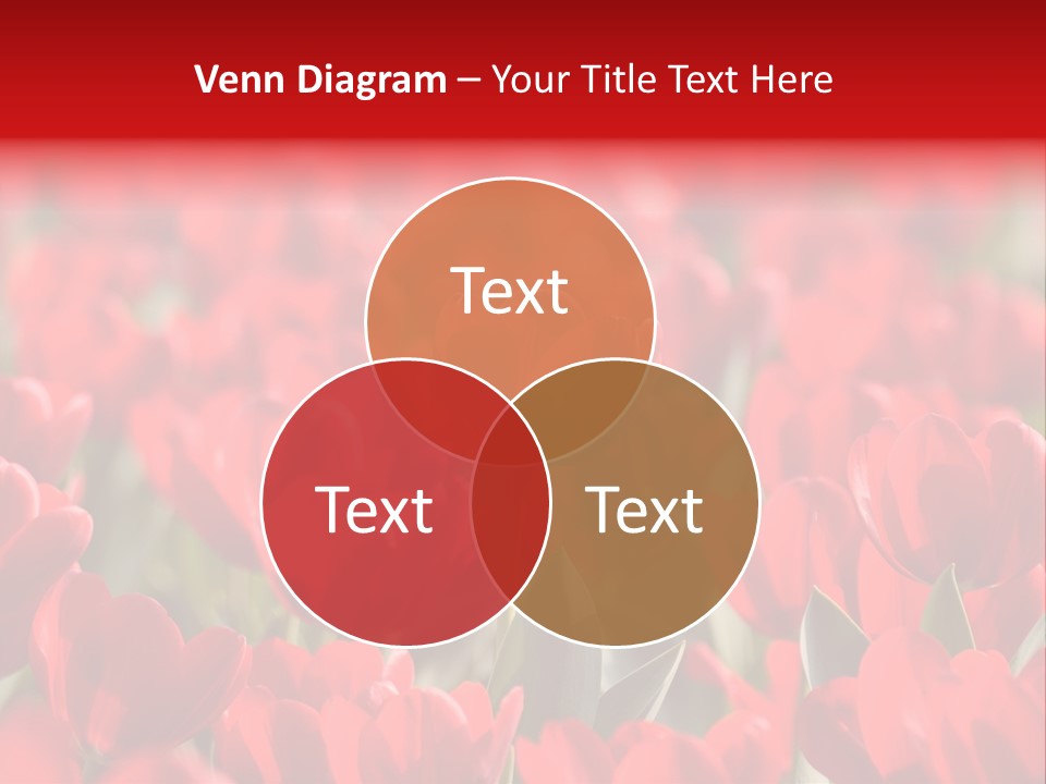 Red Tulips PowerPoint Template