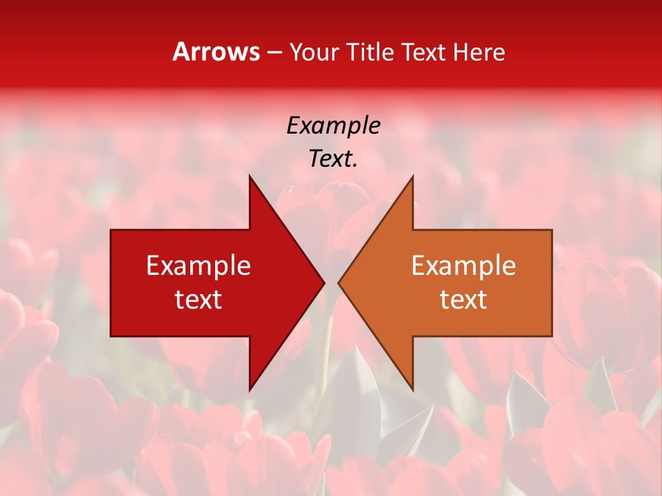 Red Tulips PowerPoint Template