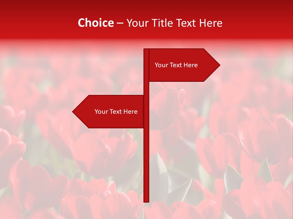 Red Tulips PowerPoint Template