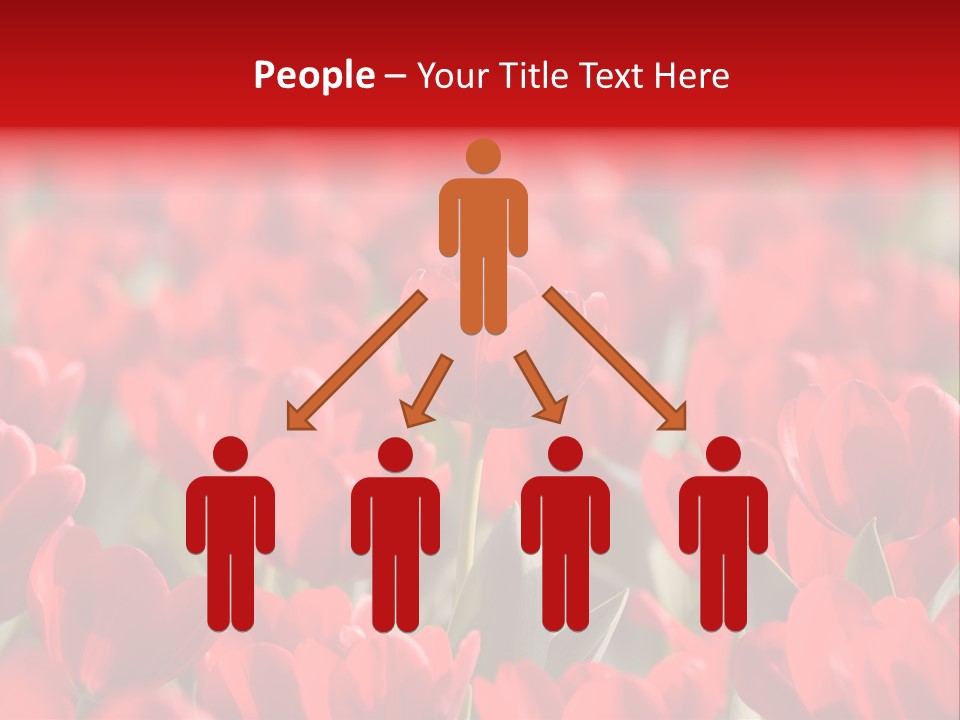 Red Tulips PowerPoint Template
