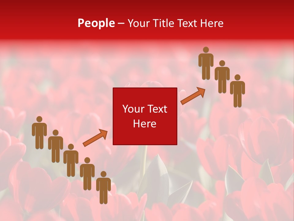 Red Tulips PowerPoint Template