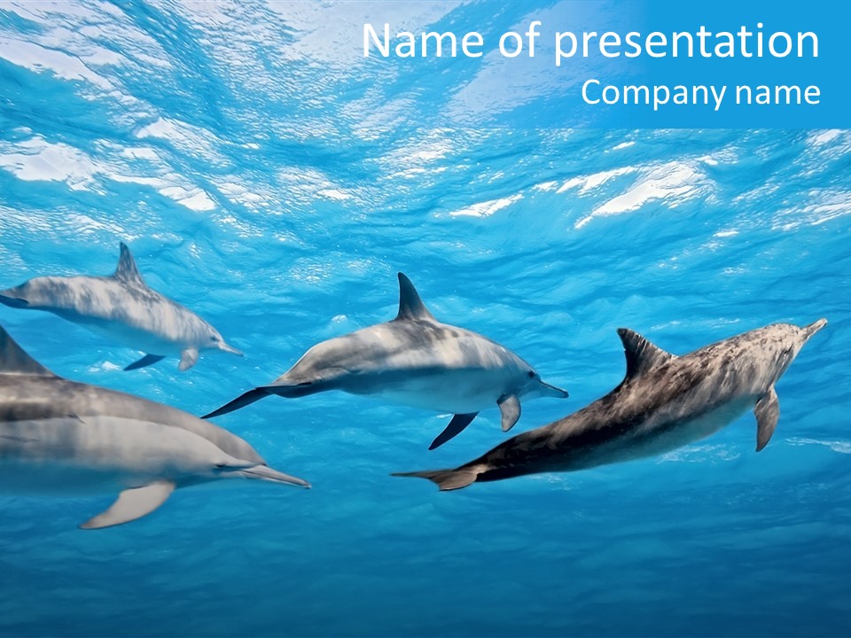 Dolphins Underwater PowerPoint Template