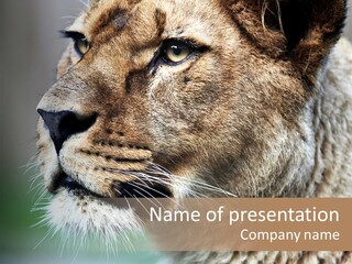 Leo Lioness PowerPoint Template