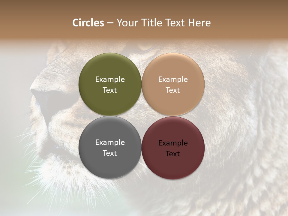 Leo Lioness PowerPoint Template
