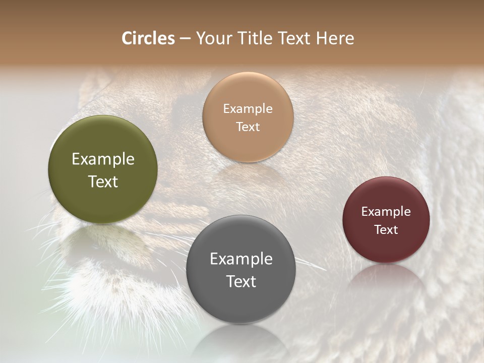 Leo Lioness PowerPoint Template