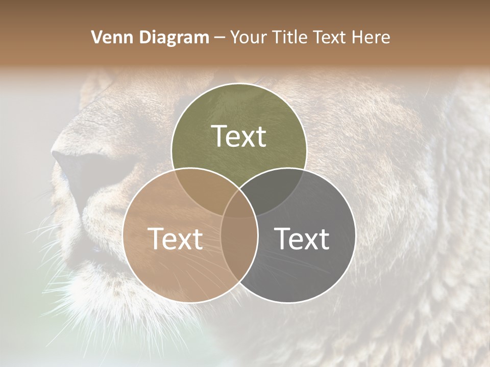 Leo Lioness PowerPoint Template