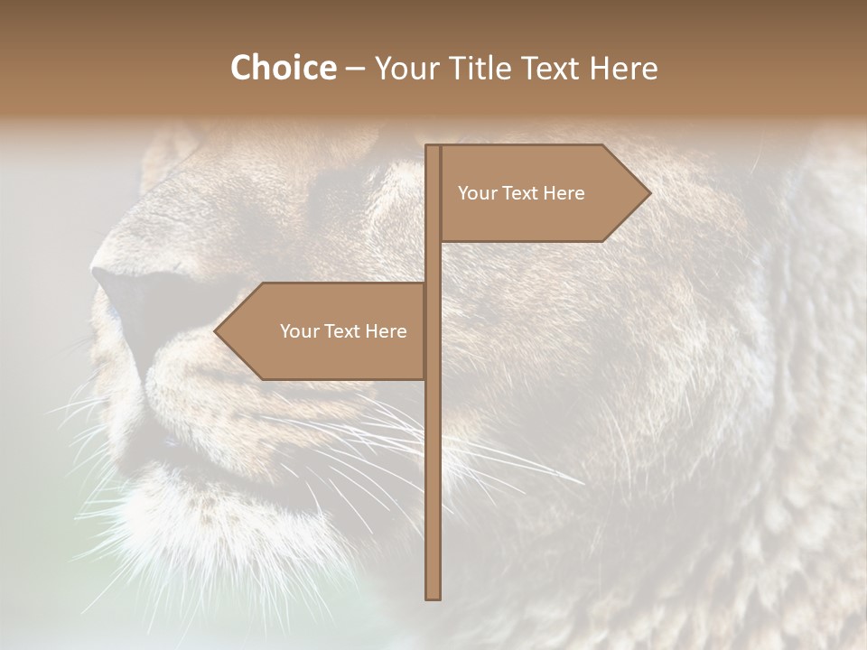 Leo Lioness PowerPoint Template
