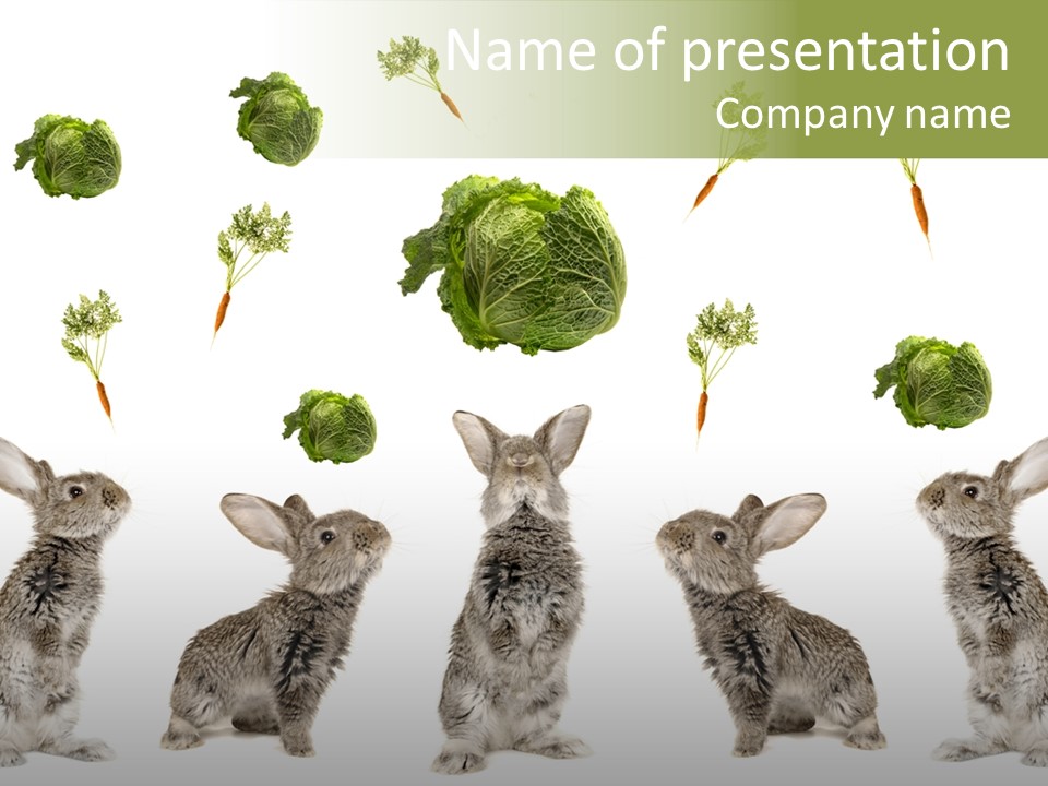 Rabbit PowerPoint Template