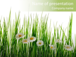 Flower Sprout Isolated PowerPoint Template