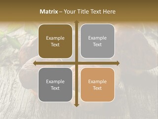 Mushroom Fungus PowerPoint Template