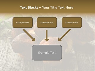 Mushroom Fungus PowerPoint Template