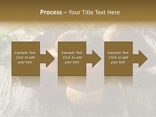 Mushroom Fungus PowerPoint Template