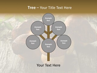 Mushroom Fungus PowerPoint Template