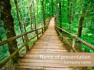 Forest Boardwalk PowerPoint Template