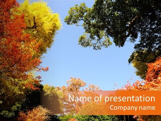 Forests Clipart PowerPoint Template