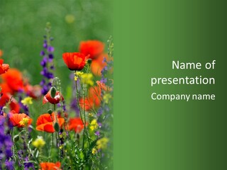 Colorful Natural Poppy PowerPoint Template