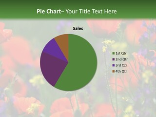Colorful Natural Poppy PowerPoint Template