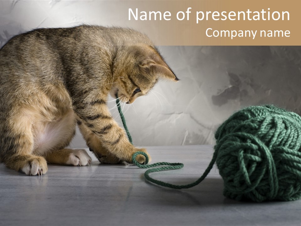 Tabby Kitten PowerPoint Template