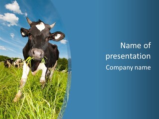 Stickers Vache PowerPoint Template