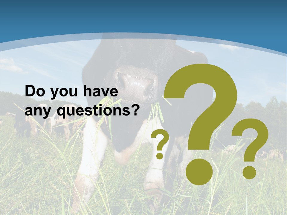 Stickers Vache PowerPoint Template