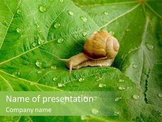 Snail On A Leaf PowerPoint Template