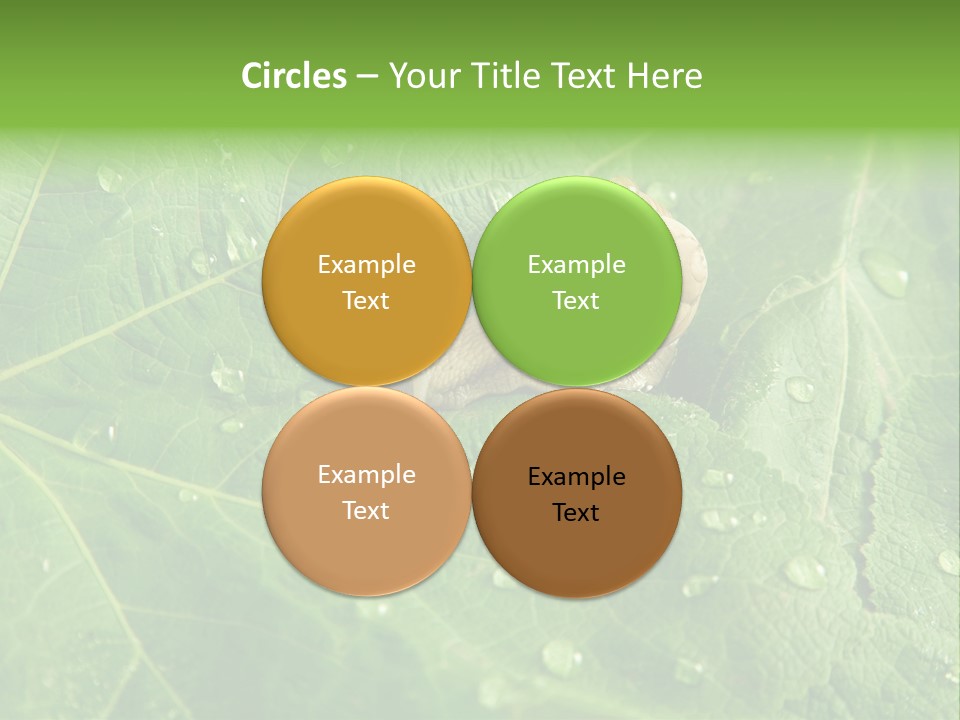 Snail On A Leaf PowerPoint Template