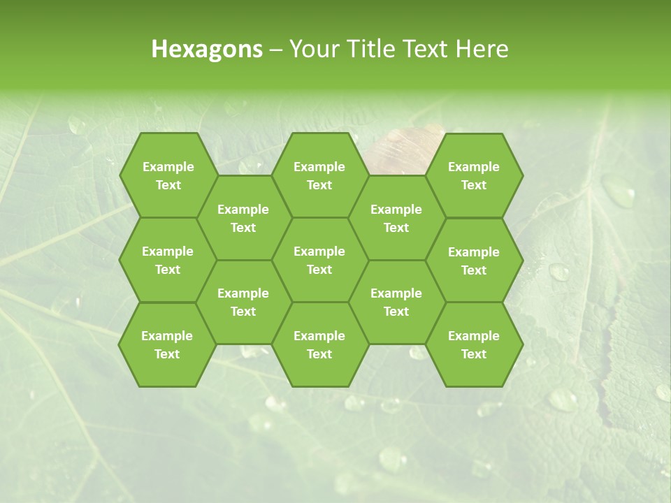 Snail On A Leaf PowerPoint Template