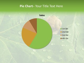 Snail On A Leaf PowerPoint Template