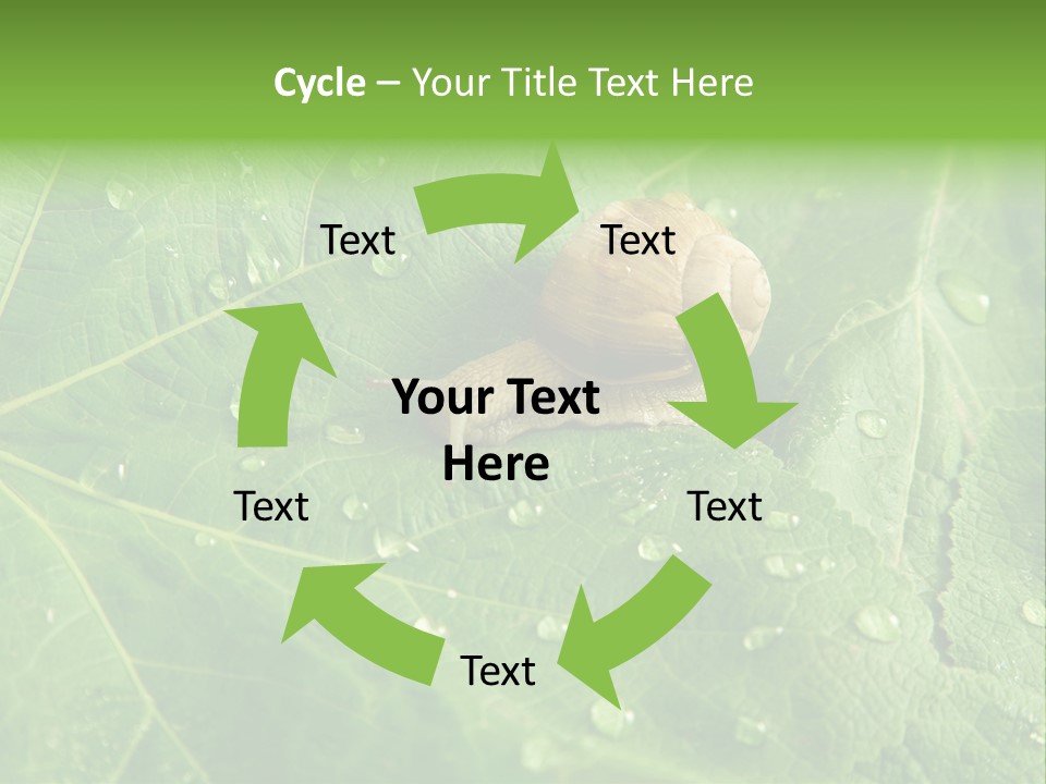 Snail On A Leaf PowerPoint Template