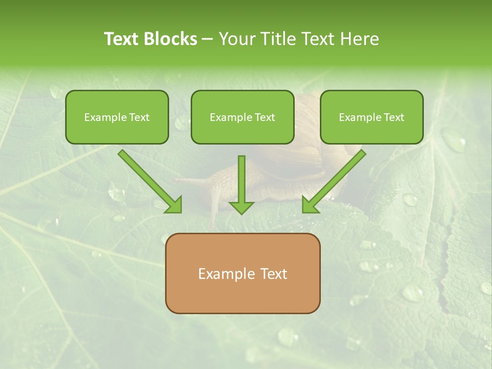 Snail On A Leaf PowerPoint Template