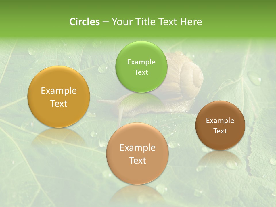 Snail On A Leaf PowerPoint Template