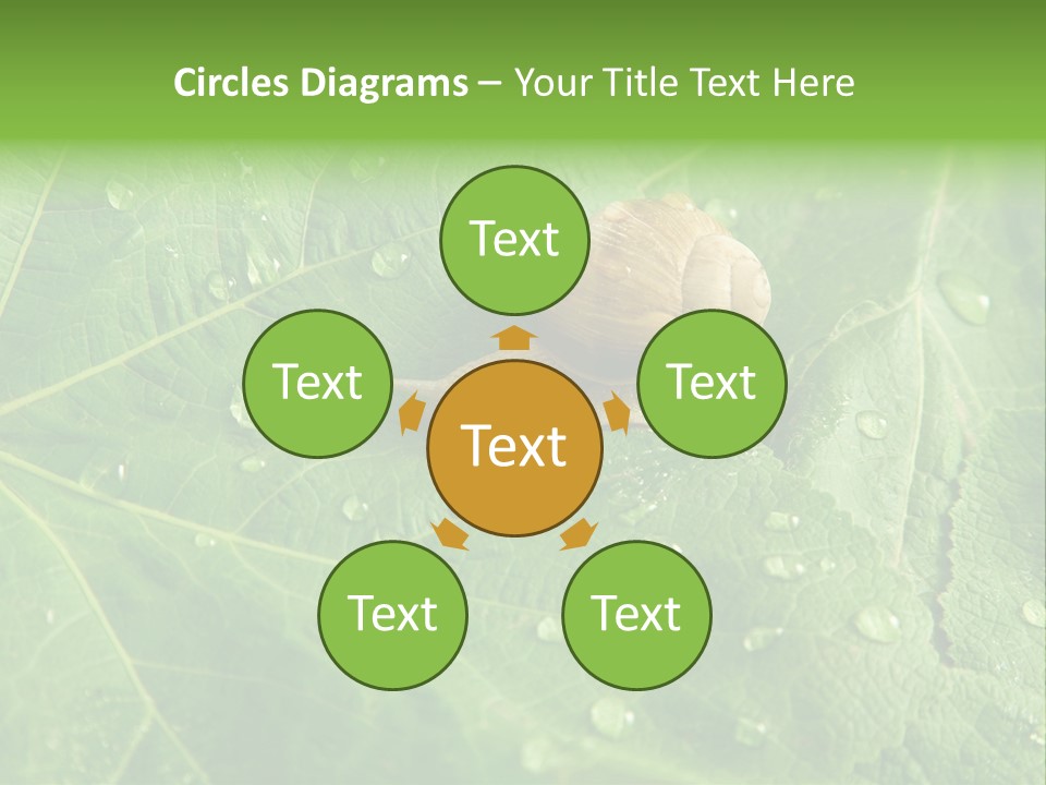 Snail On A Leaf PowerPoint Template