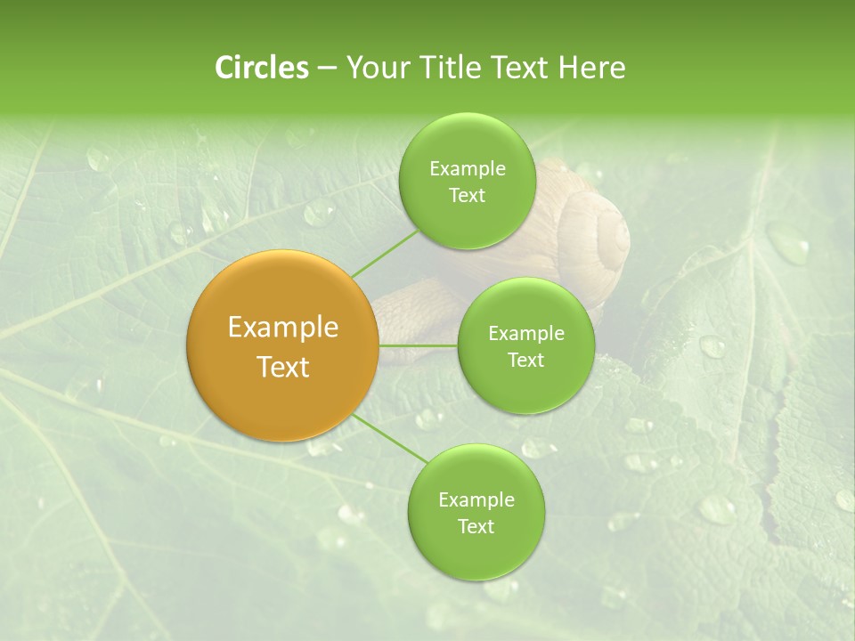 Snail On A Leaf PowerPoint Template