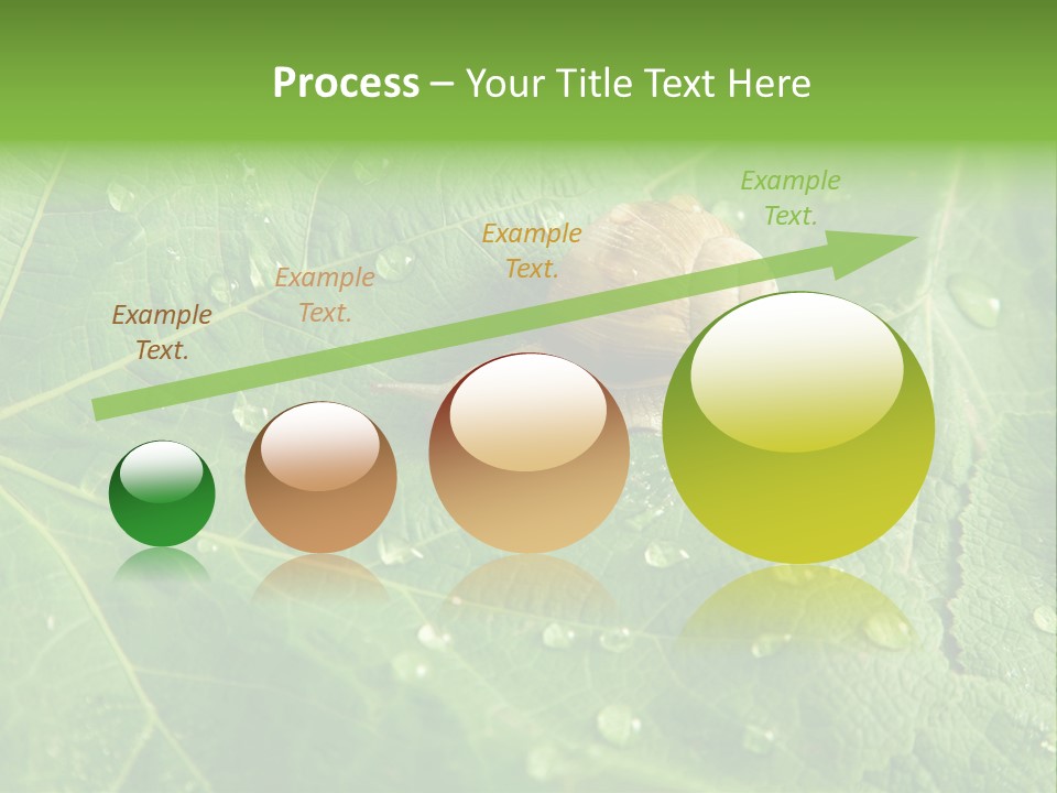 Snail On A Leaf PowerPoint Template