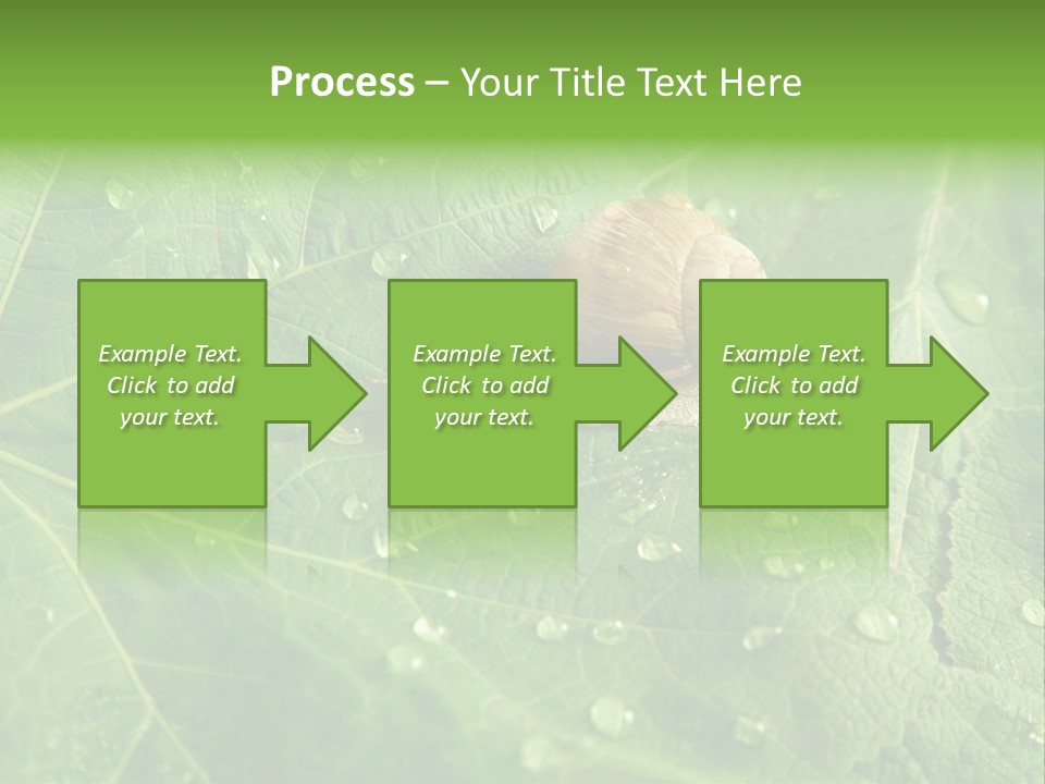Snail On A Leaf PowerPoint Template