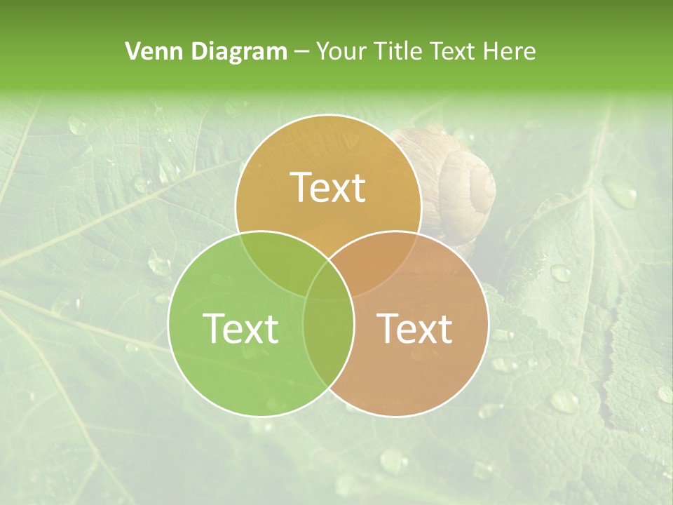 Snail On A Leaf PowerPoint Template