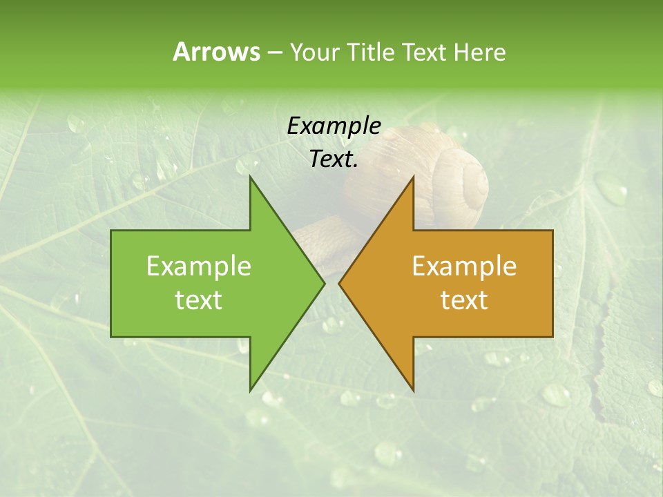 Snail On A Leaf PowerPoint Template