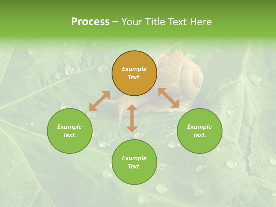 Snail On A Leaf PowerPoint Template