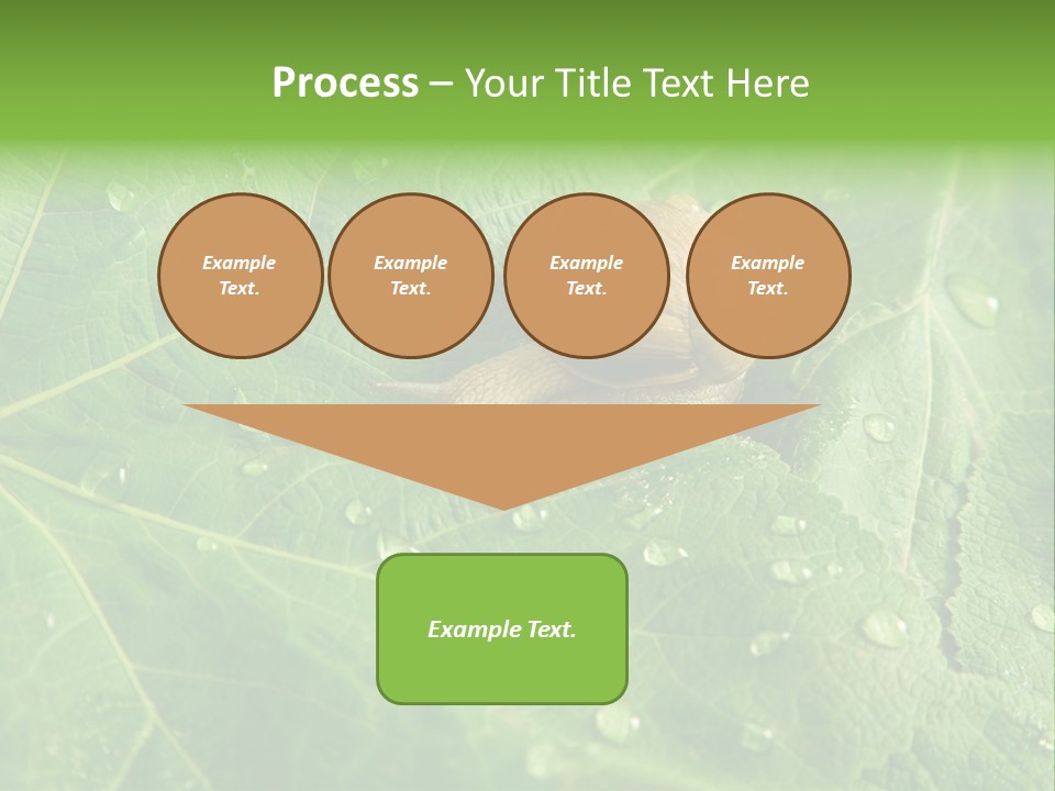 Snail On A Leaf PowerPoint Template