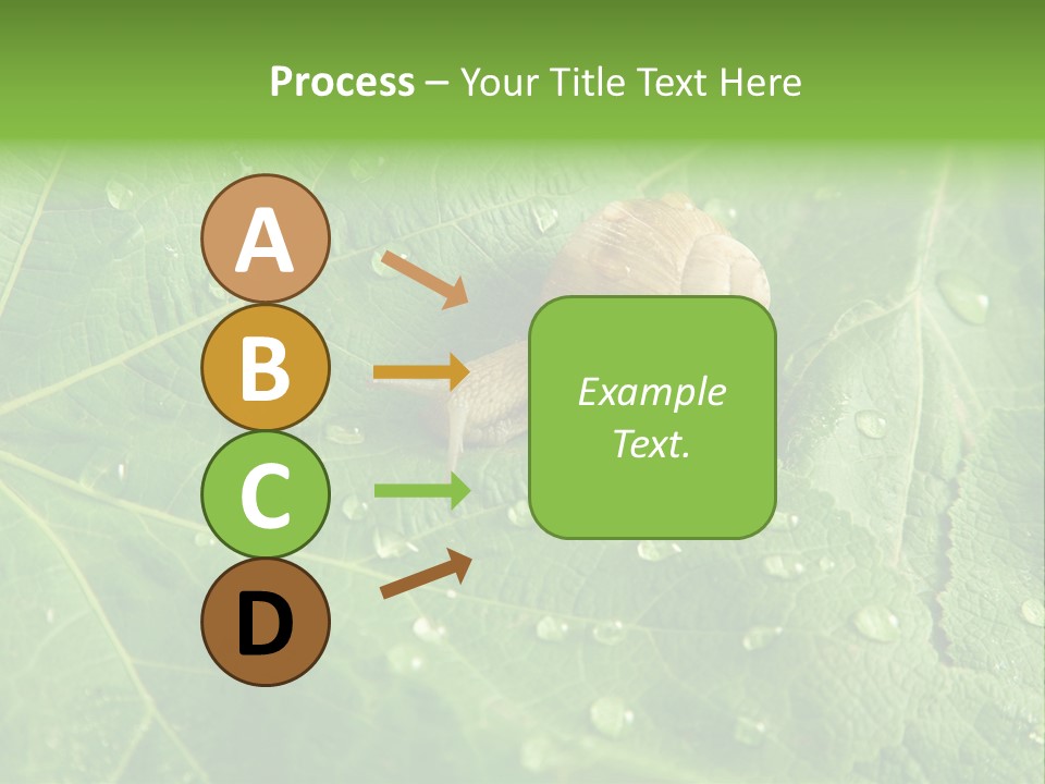 Snail On A Leaf PowerPoint Template