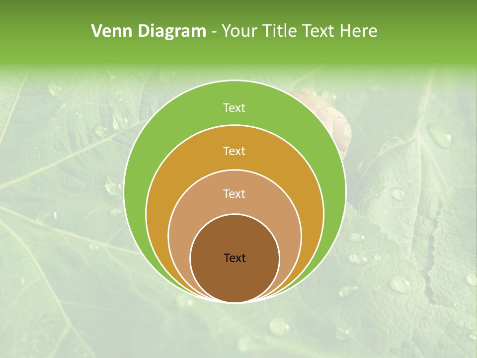 Snail On A Leaf PowerPoint Template