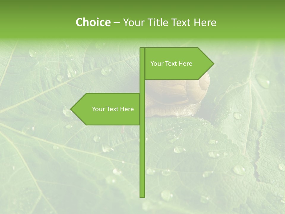 Snail On A Leaf PowerPoint Template