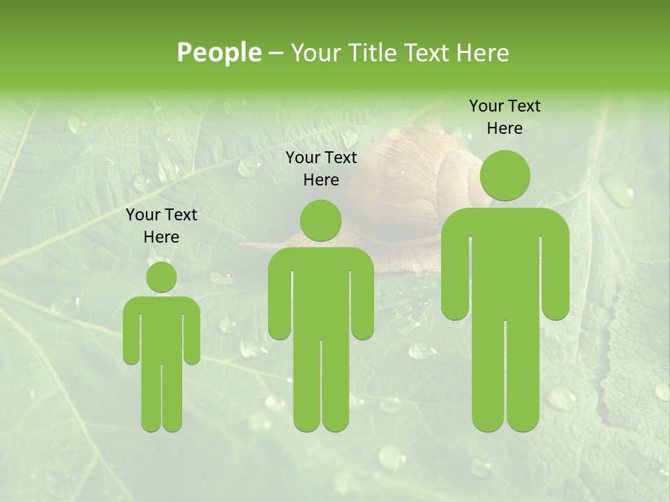 Snail On A Leaf PowerPoint Template