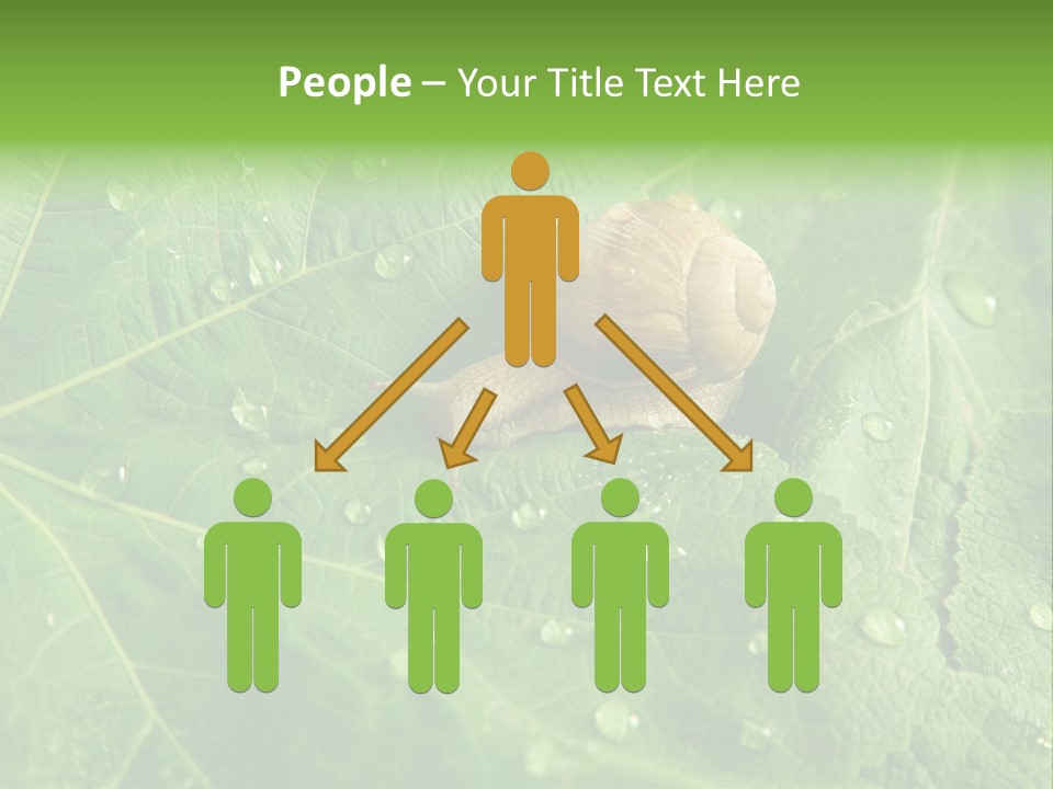 Snail On A Leaf PowerPoint Template