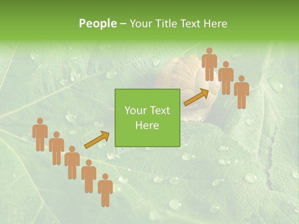 Snail On A Leaf PowerPoint Template