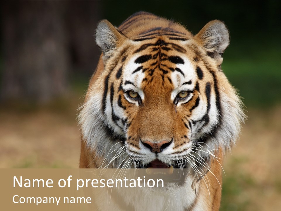 Siberian Tiger PowerPoint Template