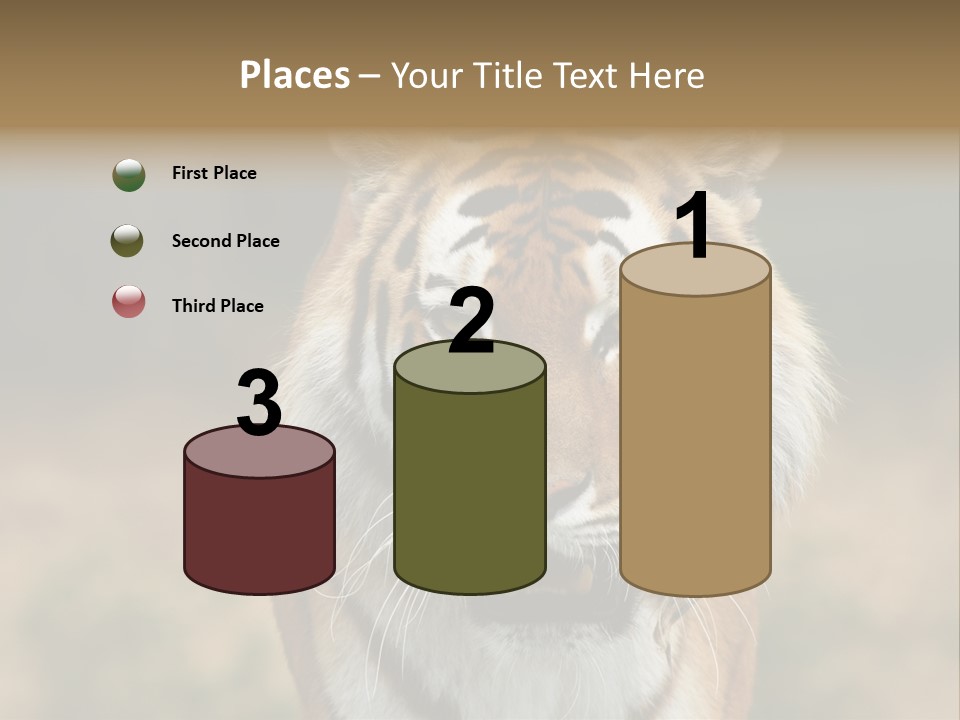 Siberian Tiger PowerPoint Template