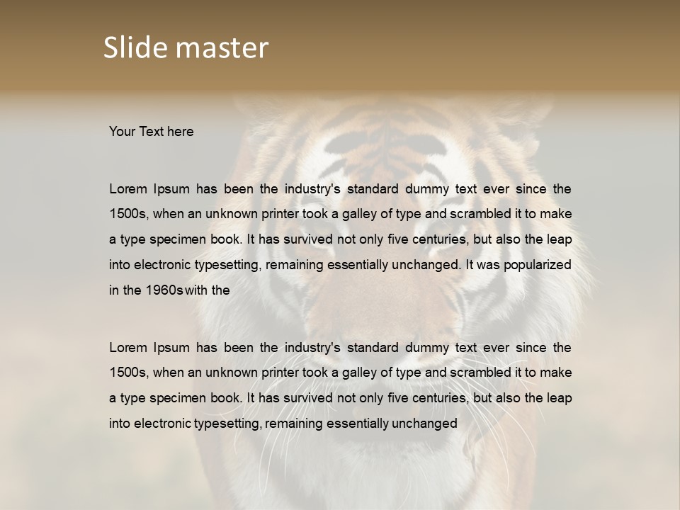 Siberian Tiger PowerPoint Template