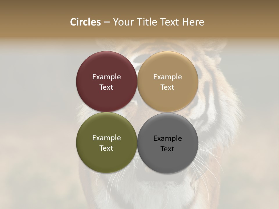 Siberian Tiger PowerPoint Template