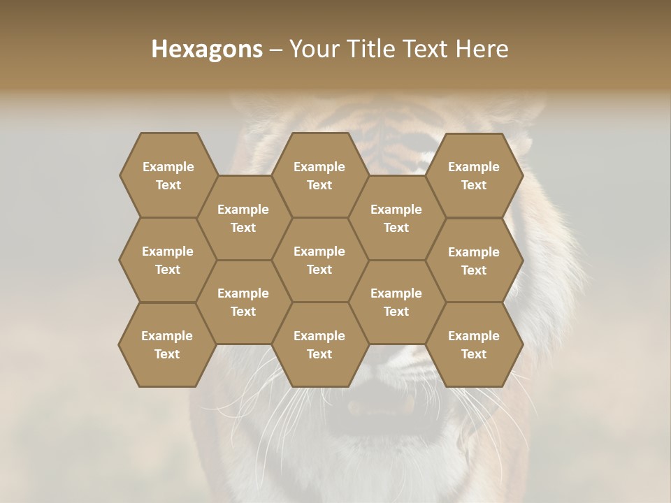 Siberian Tiger PowerPoint Template